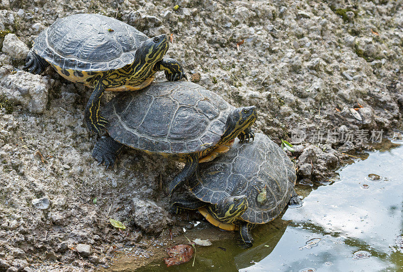 三个黄腹滑块(Trachemys scripta scripta)